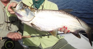 tarpon