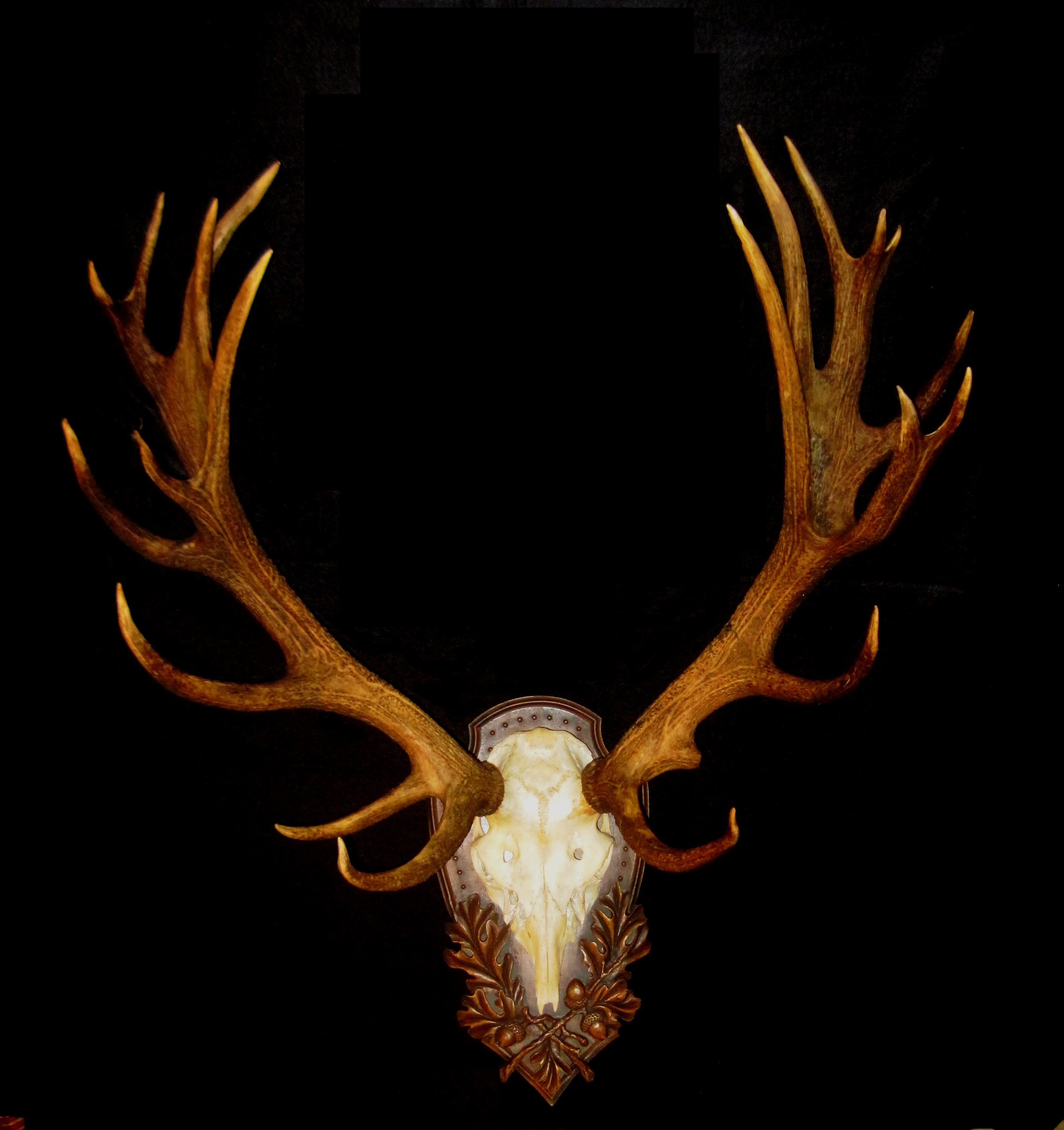 Handsome Stag mounted on Heritage Game Mounts Tradition Panel