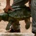 Texas Man Catches Enormous Alligator Snapping Turtle, Throws It Back
