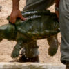 Alligator_snapping_turtle_-_Geierschildkrote_-_Alligatorschildkrote_-_Macrochelys_temminckii_02