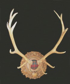 Tartan Elk Antlers
