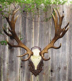 European style stag antlers mounted on the Heritage Game Mounts Tradition Panel