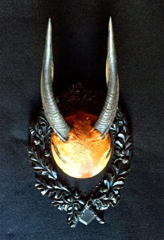 Vintage Bush Buck