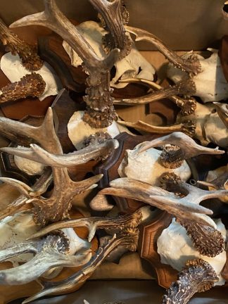 Available Antlers - for the panel of your choice