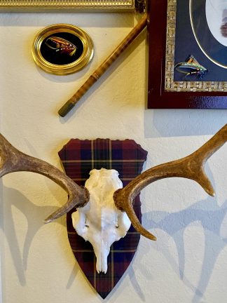 Tartan Fallow Antlers by Heritage Game Mounts