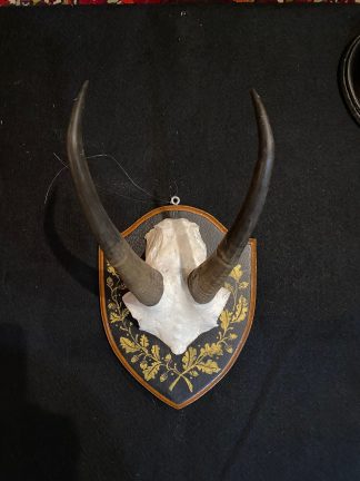Vintage European Mount Chamois