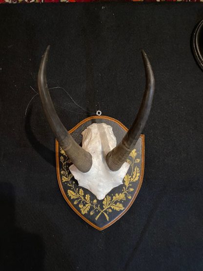Vintage European Mount Chamois