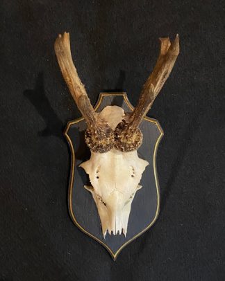 Vintage Roe Deer