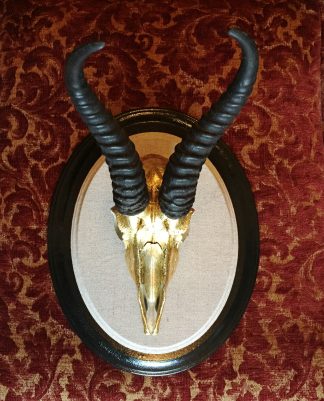 gilt springbok
