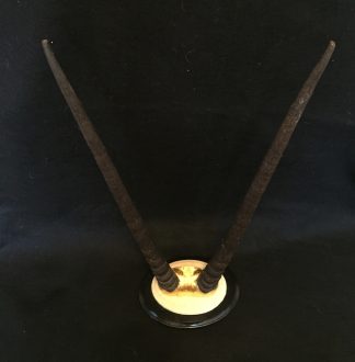 gilt gemsbok