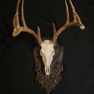 Euro mount white tail set on Tradition panel by Heritage Game Mounts