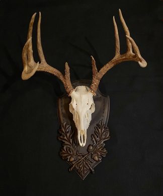 Euro mount white tail set on Tradition panel by Heritage Game Mounts
