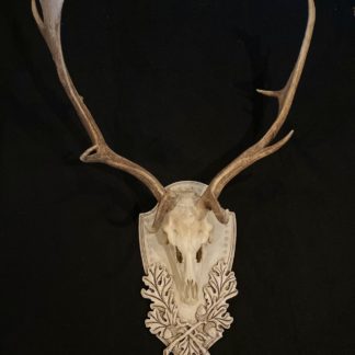European mounted Fallow deer on Old World White panel by Heritage Game Mounts