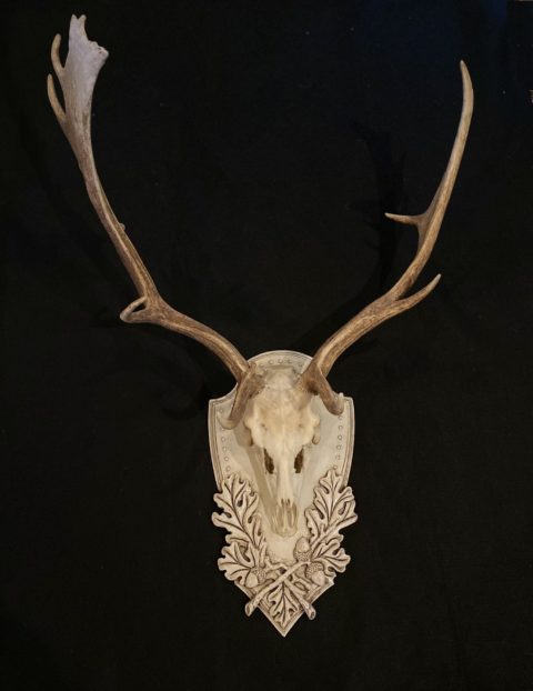 European mounted Fallow deer on Old World White panel by Heritage Game Mounts