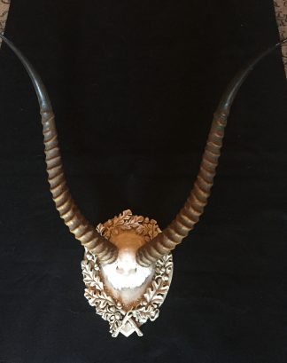 Old World White Water Buck by Heritage Game Mounts