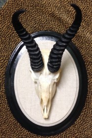 taxidermy mount - springbok on linen