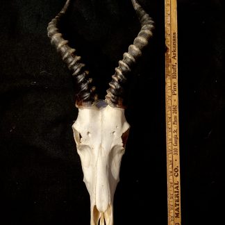 Mounted Blesbok