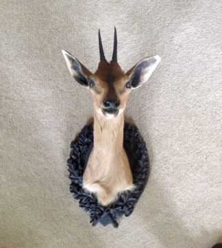 taxidermy mount - duiker