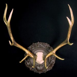 Beautiful elk antlers mounted in classic old world style, surrounded by ornate oak leaves and acorns.