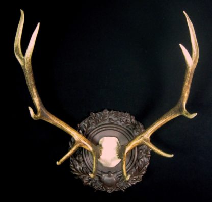 Beautiful elk antlers mounted in classic old world style, surrounded by ornate oak leaves and acorns.