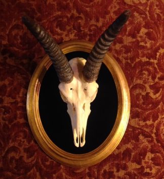 elegant Reedbok on black velvet and gilded oval frame