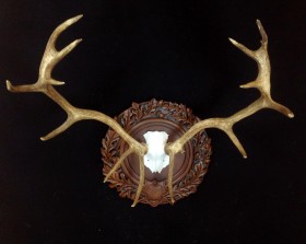 taxidermy mount - stag
