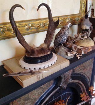 table top mounted pronghorn antelope