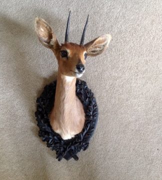 taxidermy mount - Steenbok on Oak Leaf Panel