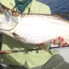 Barefoot Flyfishing in February: Ascension Bay, Casa Blanca Lodge tarpon