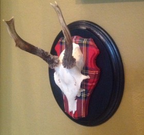 Roe Deer mounted on Royal Stewart fabric